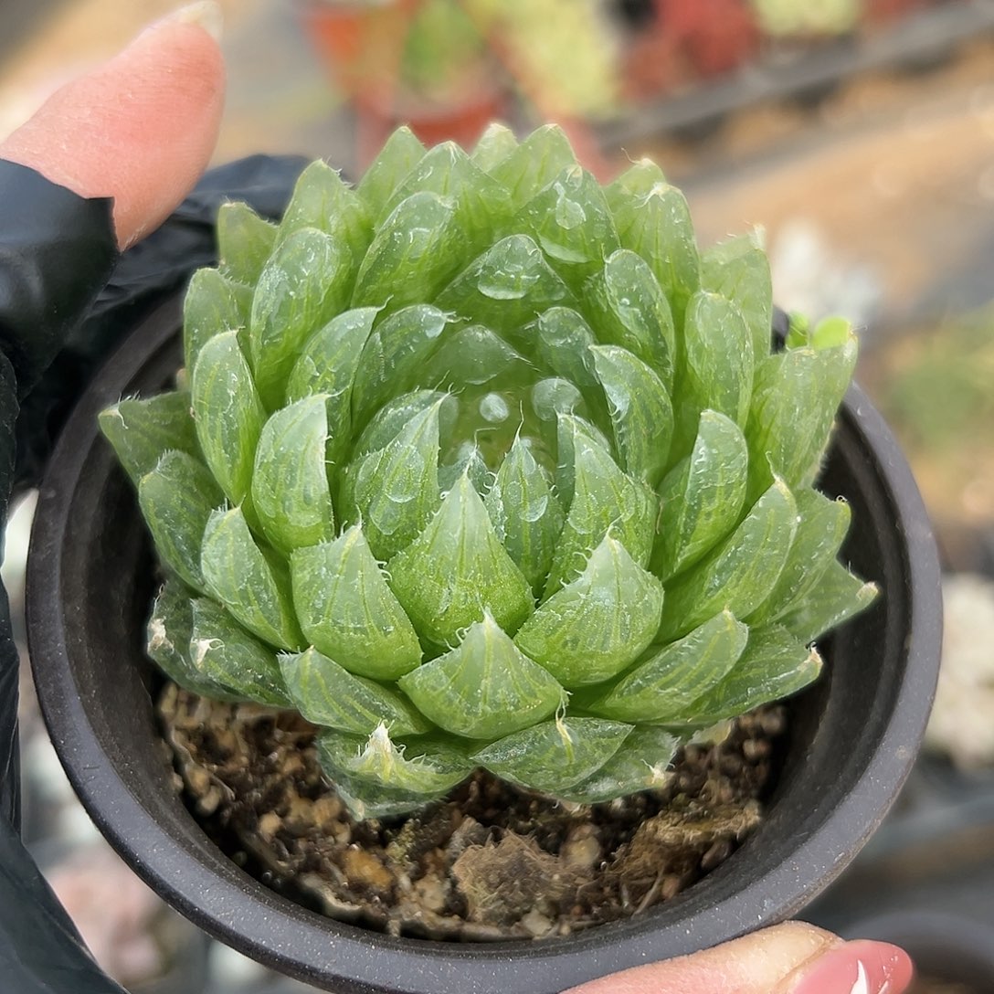 多肉植物鹰水晶单头