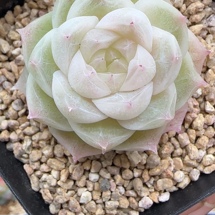 311号梨花白晗雨多肉