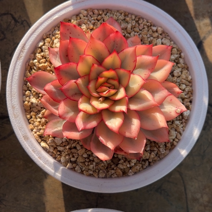 月光女神锦 阿松多肉