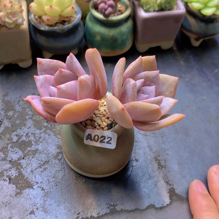 一物一拍含盆土满38包邮A022