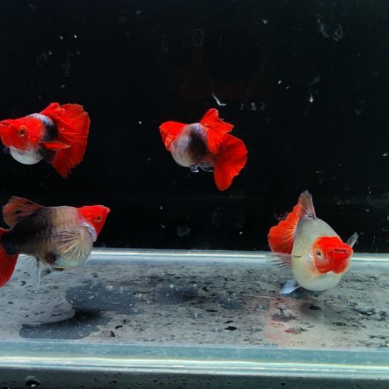 孔雀鱼深海蓝贵族球两对