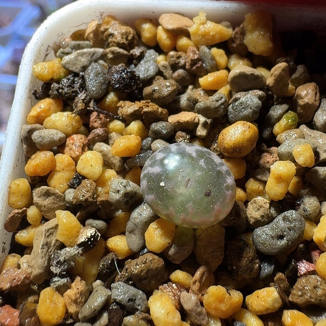 15号单头一年苗东5勋章0.8