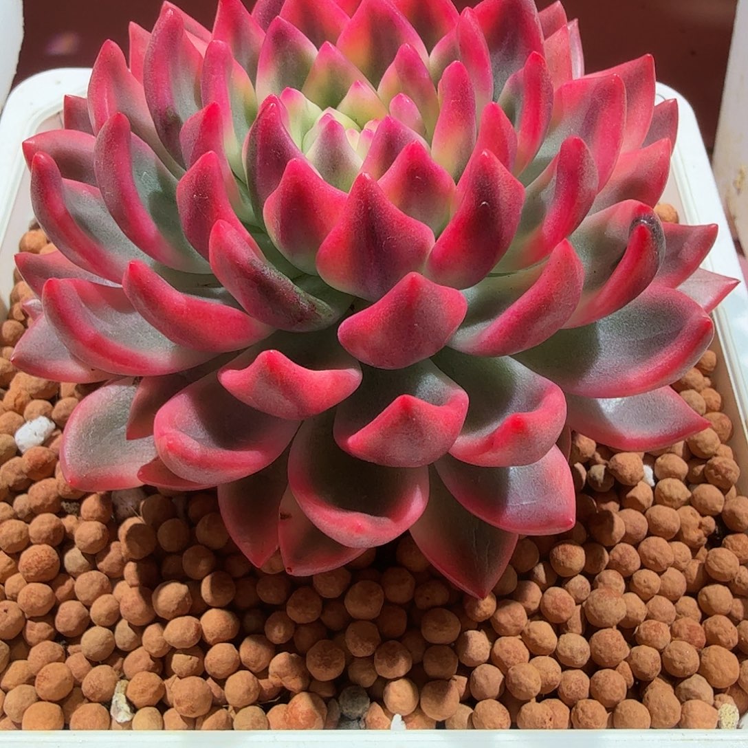 拉菲锦，多肉植物。