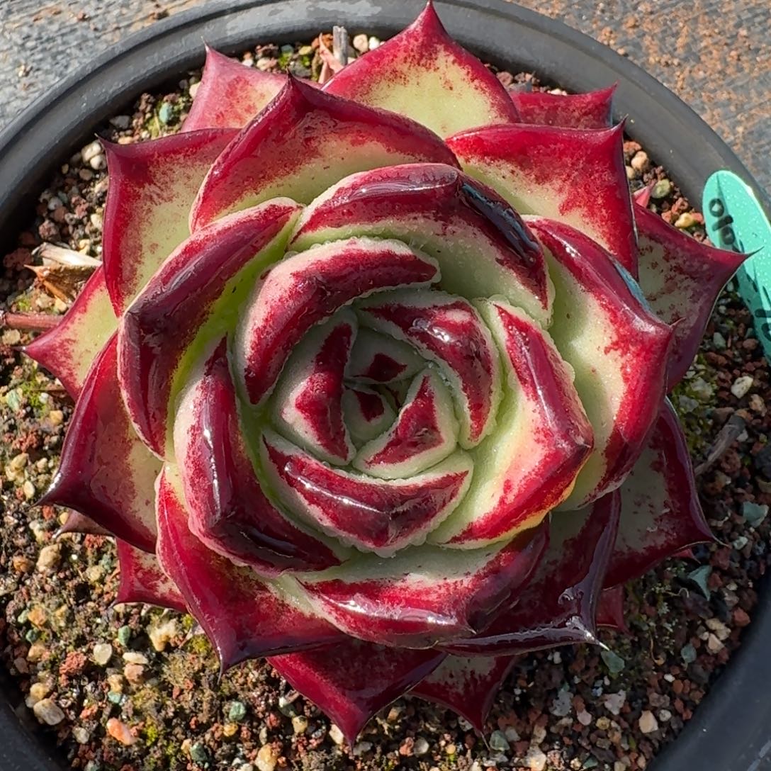 从前慢多肉精选编号0103.76