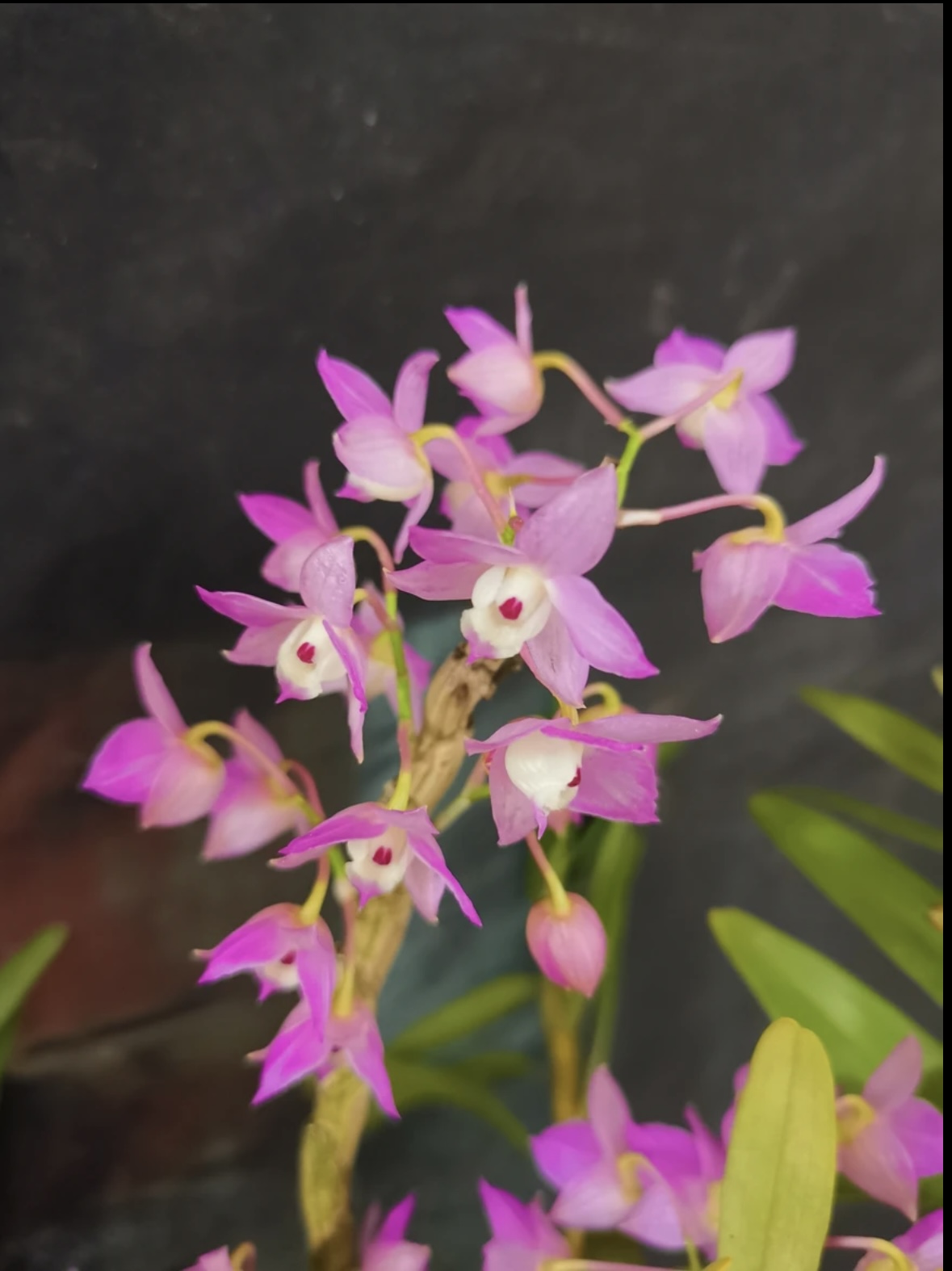 重唇石斛 小金鱼石斛（易养 爆花量大 爆苗 老杆复花 越养越爆花）