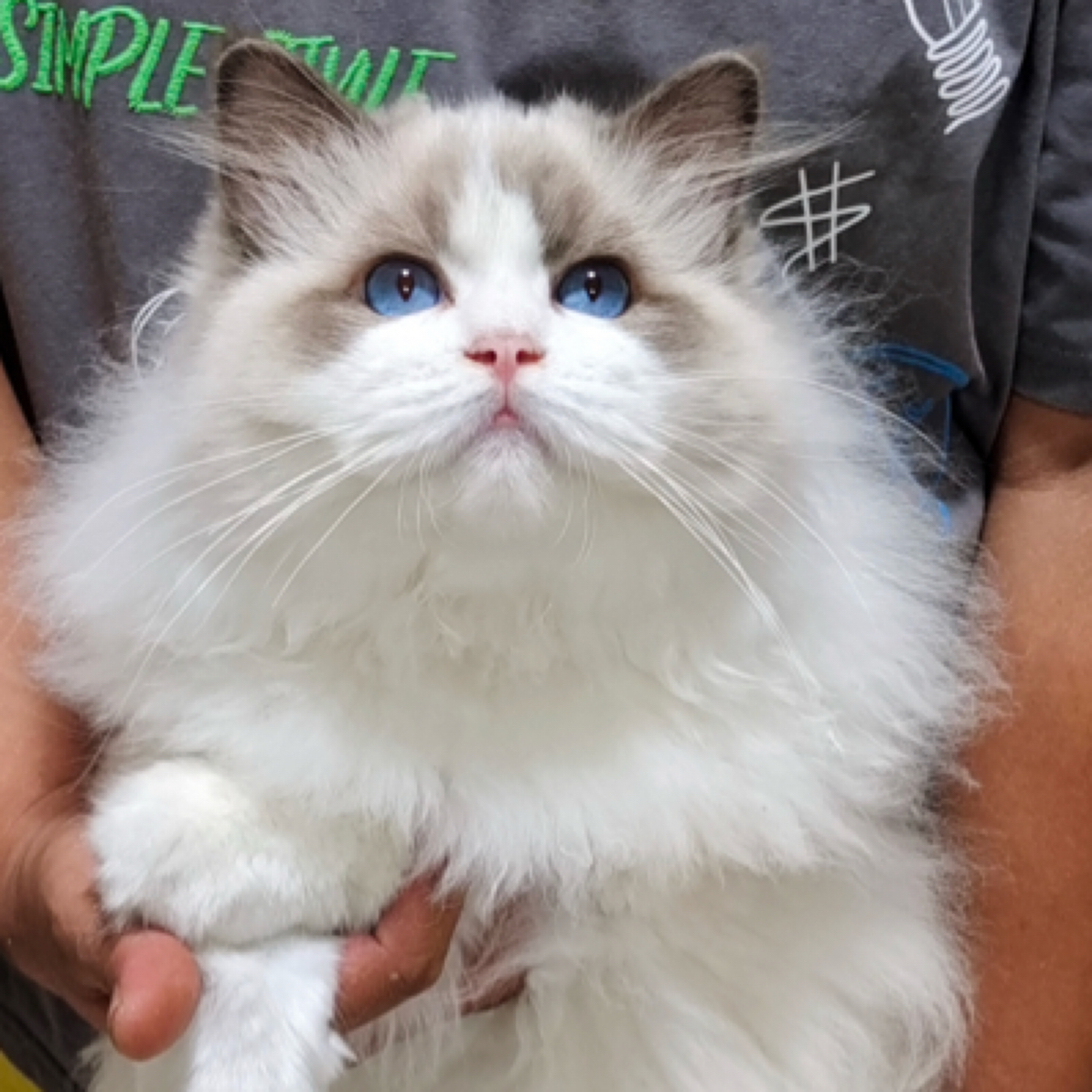 蓝双布偶弟弟憨憨