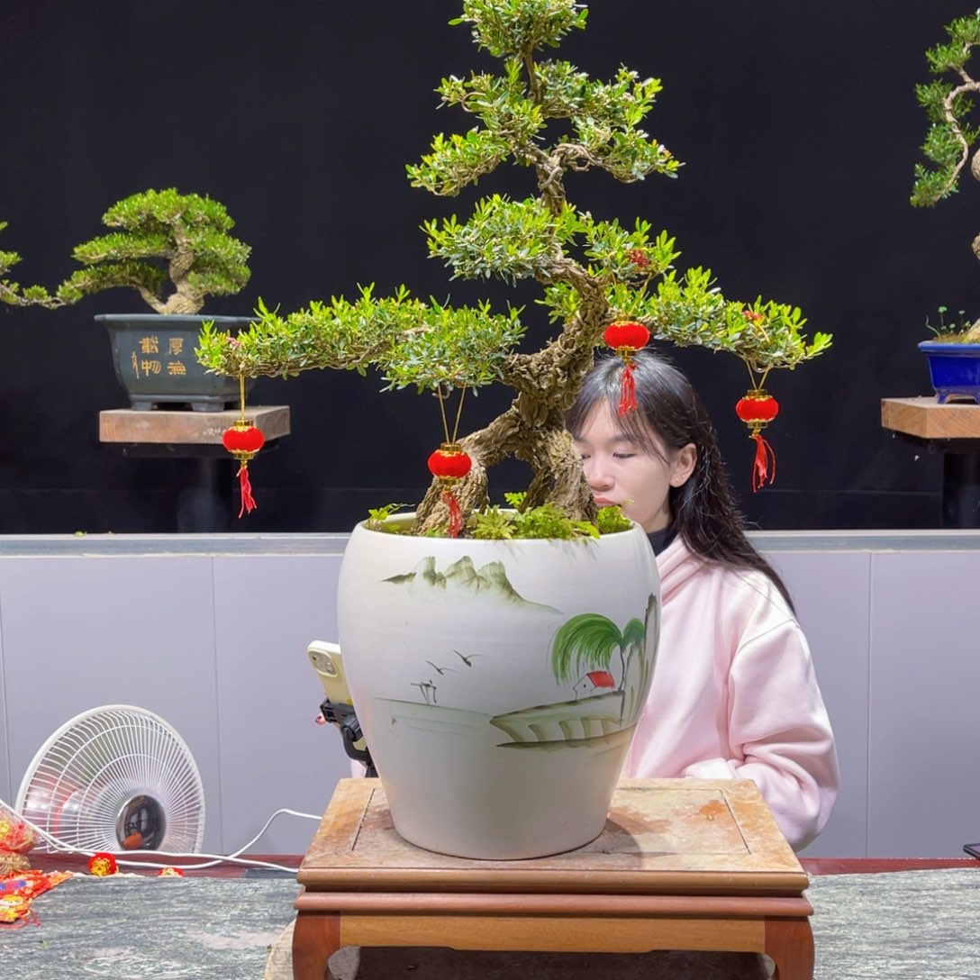 四季常青老桩黄杨盆景