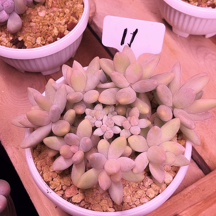 白兰地11号码牌子的话