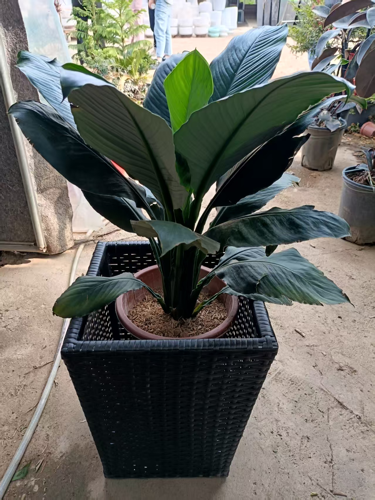 纯手工藤编室外花架户外阳台庭院花箱花盆落地式花瓶藤制花槽摆件
