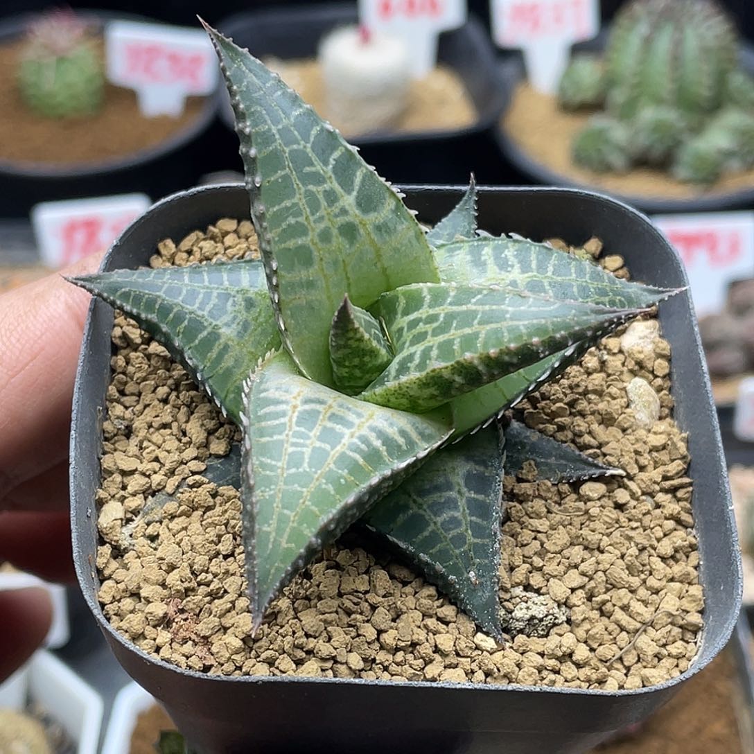 实生丸叶龙鳞 致远多肉