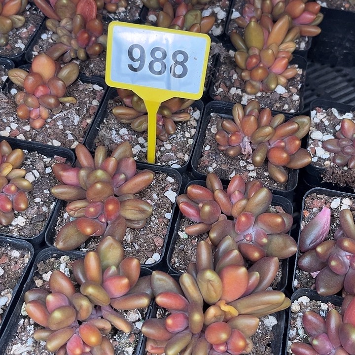 多肉植物x系美人群988