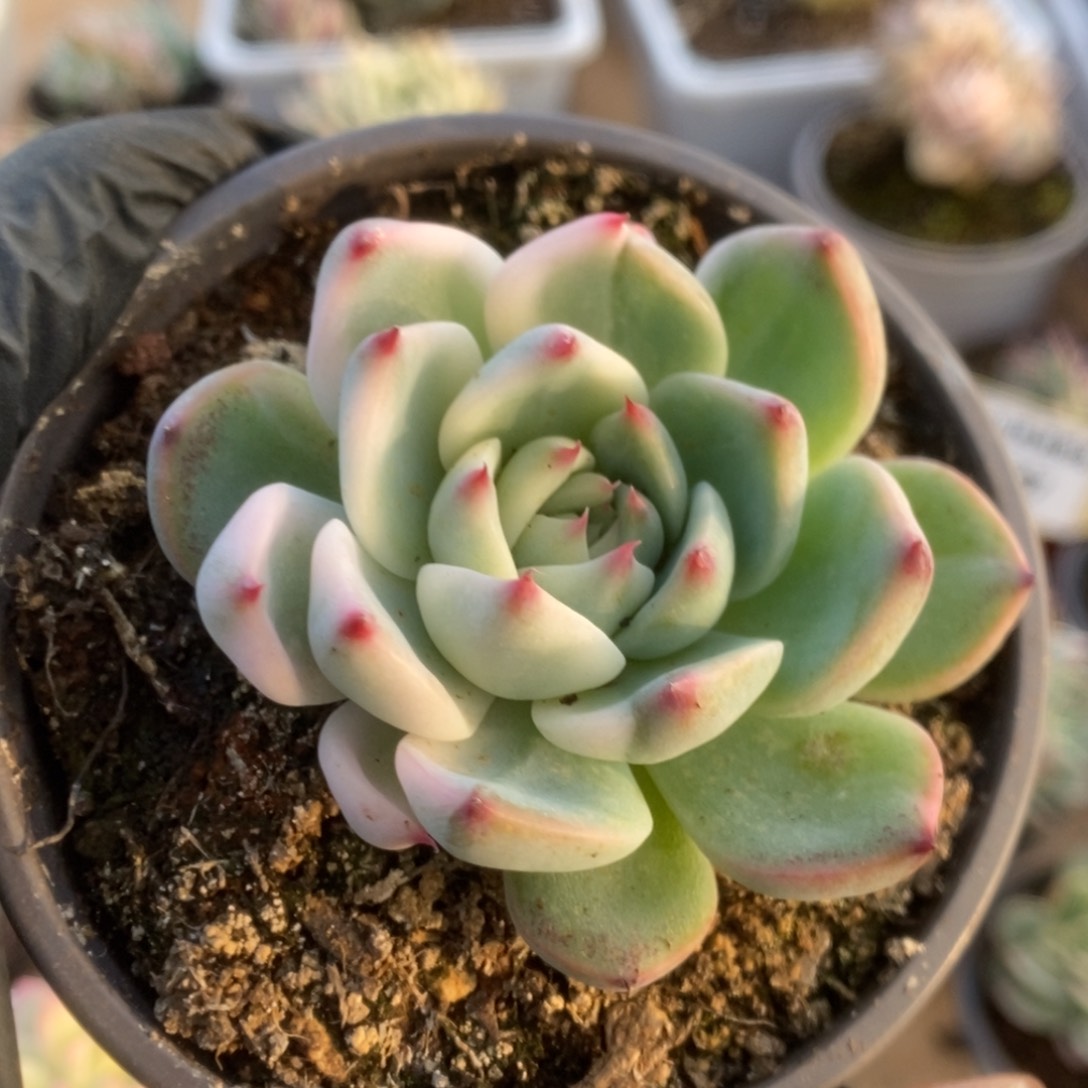 569吉娃娃锦锦锦锦