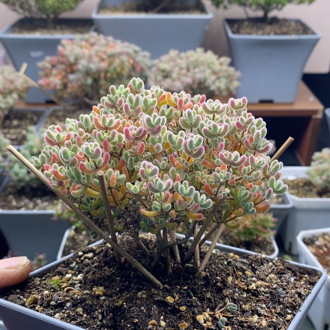 2028优选冰晶枝干