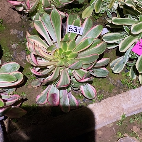 多肉植物法师531红魔女