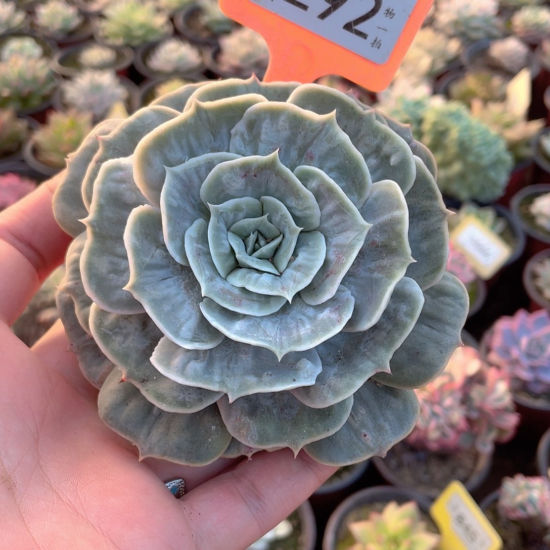 漫威锦292号多肉植物