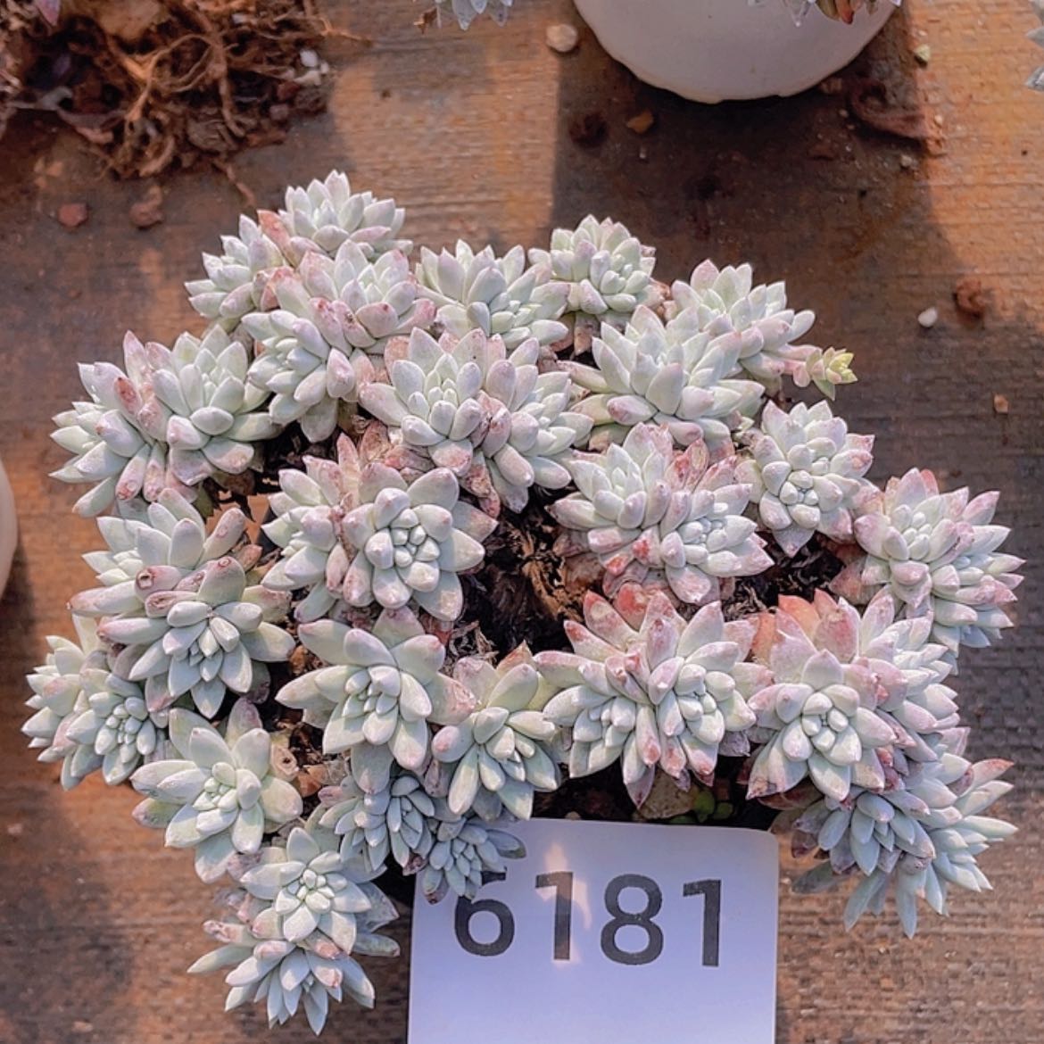 【闪购商品】白菊白菊