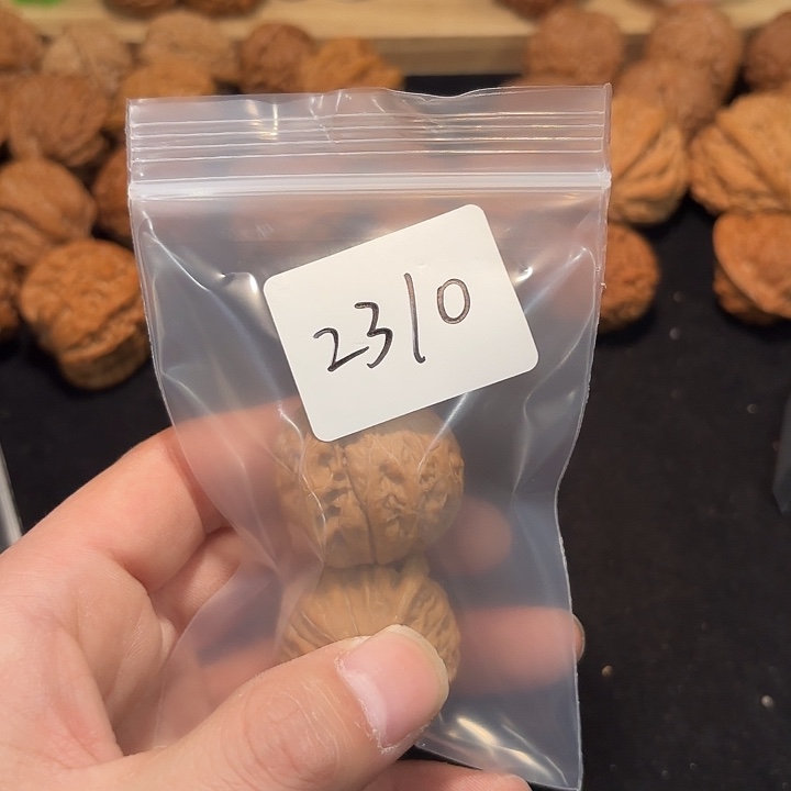 与***在把件文玩核桃35 尺   铁锤     2310