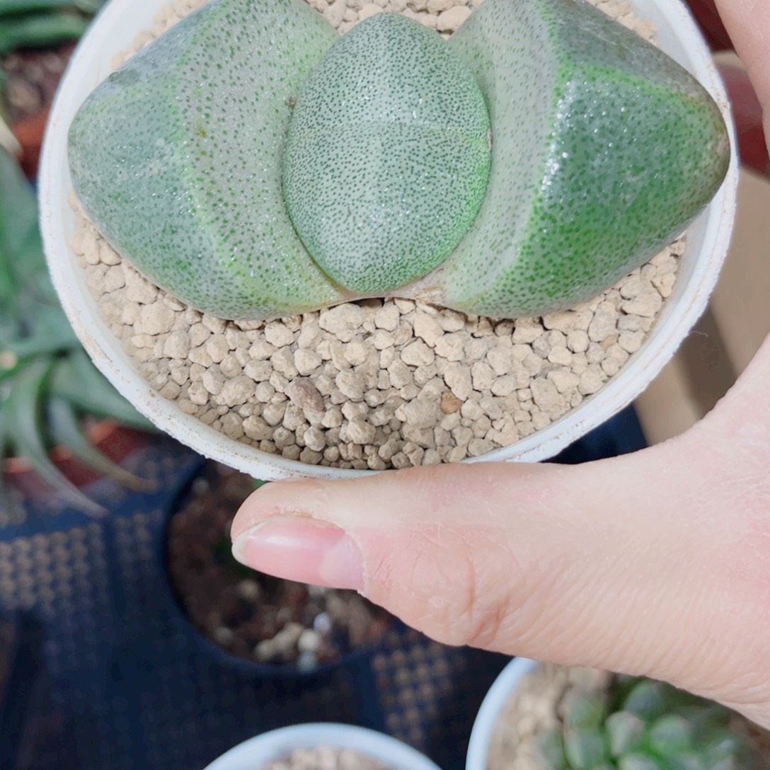 元宝多肉植物6666