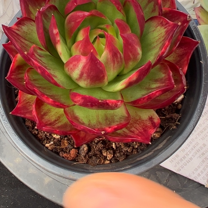 墨***凉多肉植物莫凉发货11111