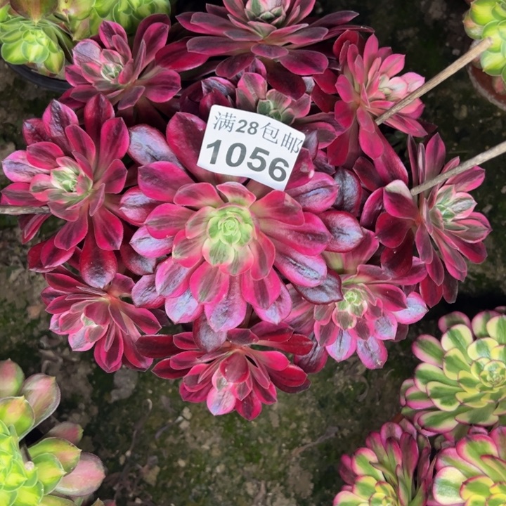 1056婚纱多肉植物