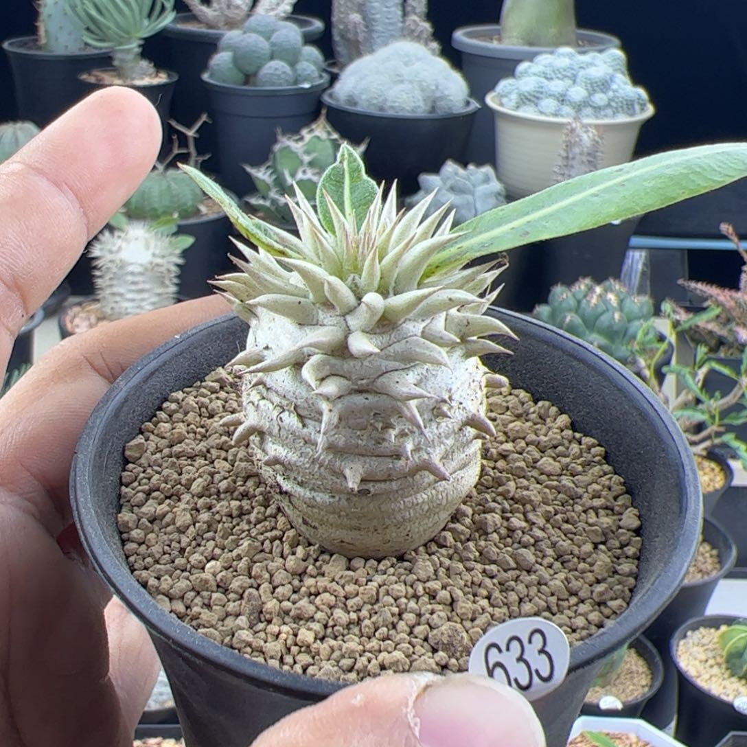 惠比大黑一物一拍633