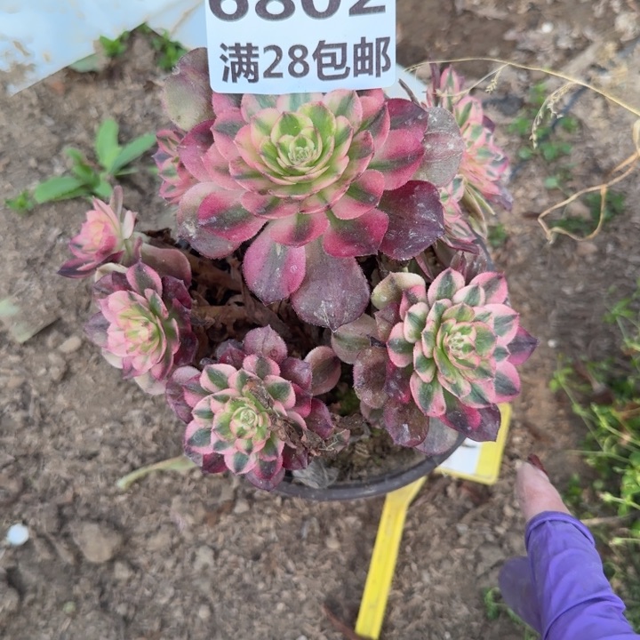 6802三号棚倾城多肉C