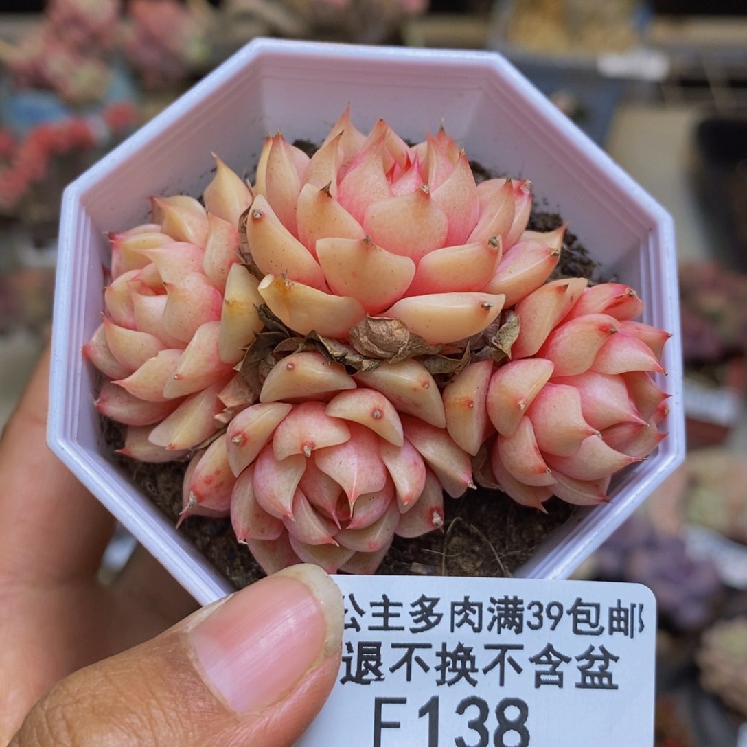 138昂斯诺多肉5cm