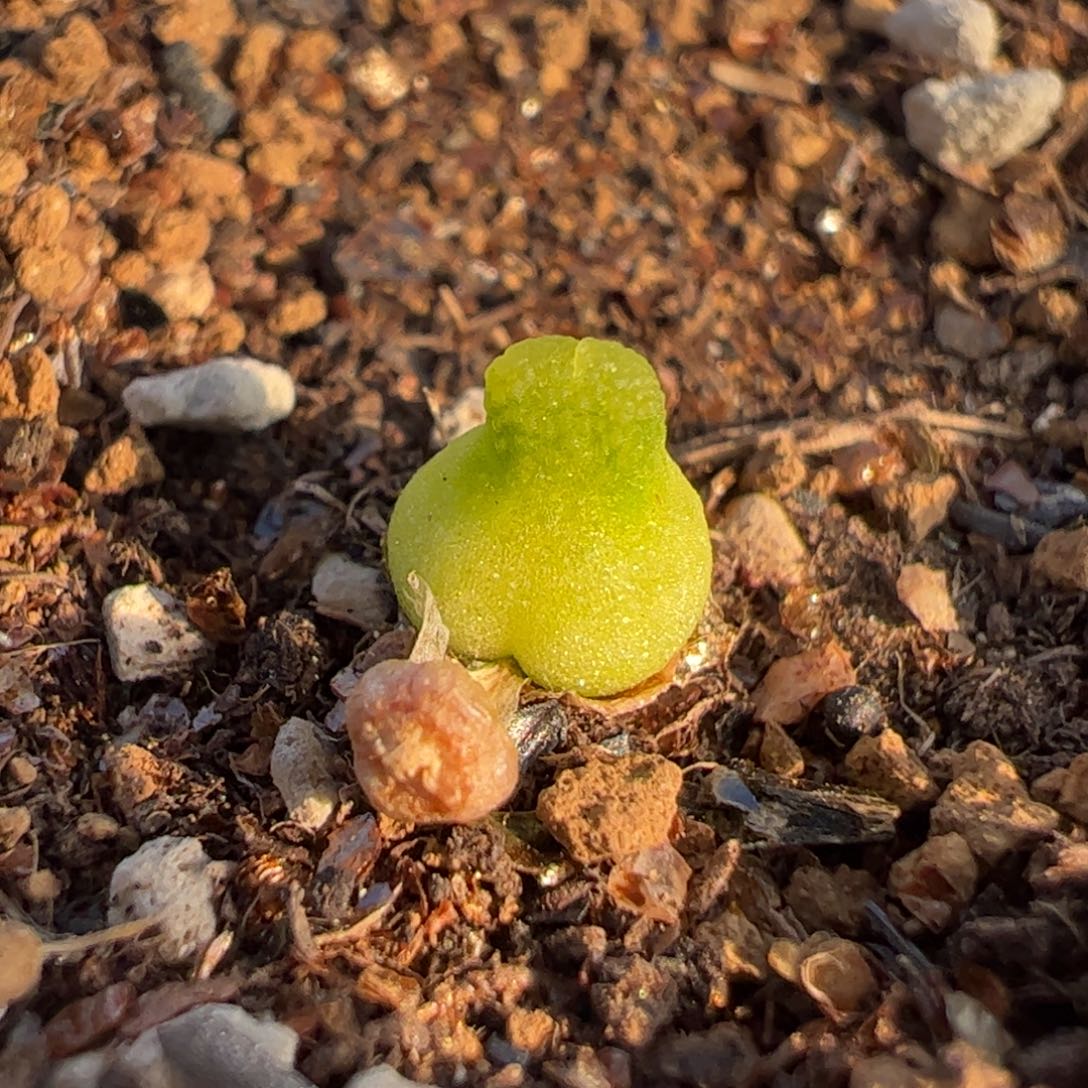 小葫芦5年母本多肉植物百科