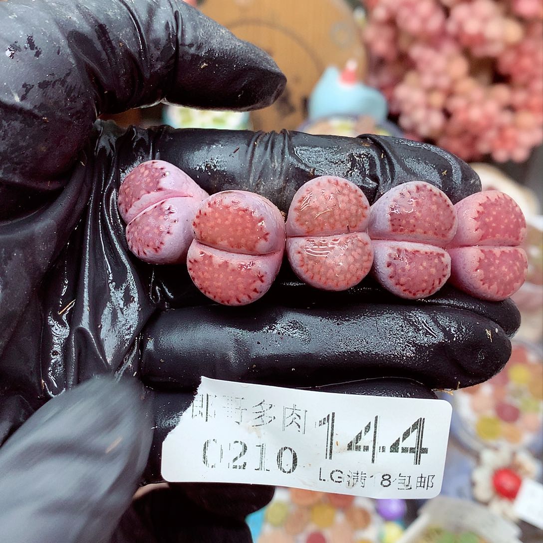 生石花满18包邮10-144