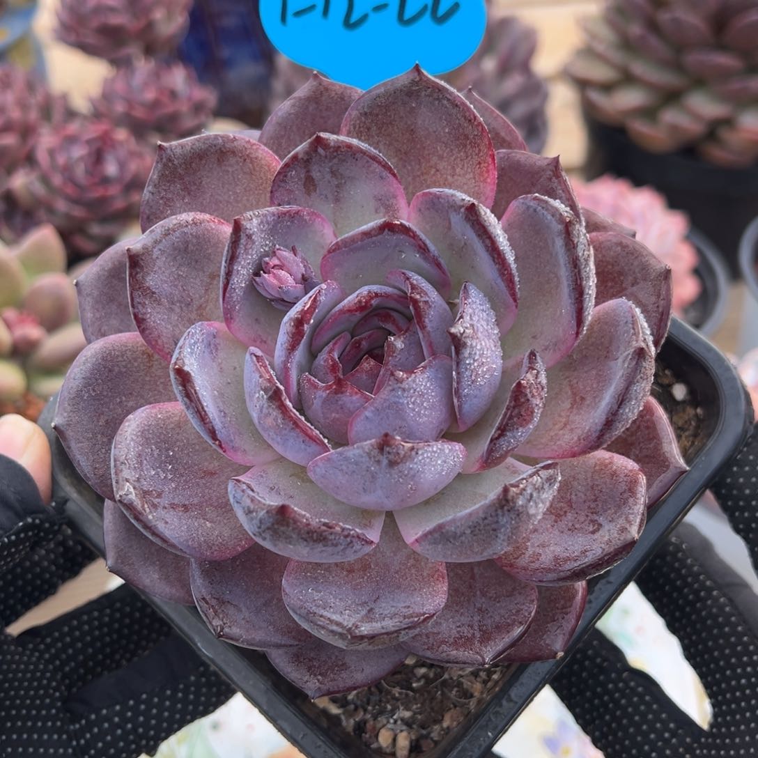 1-12-22夜皇后多肉植物