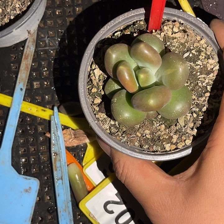 l***.多肉植物x系美人690