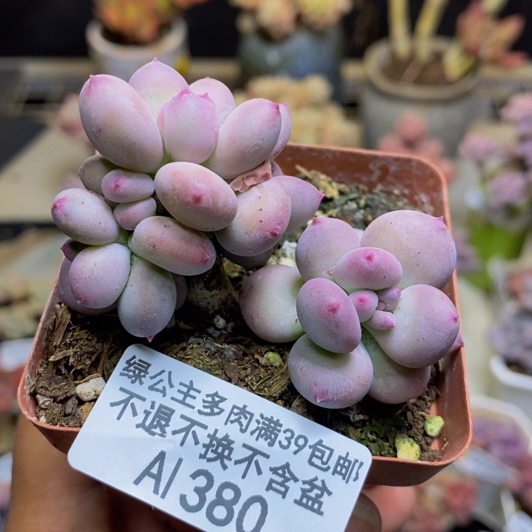 380苹果奶四代多肉4c m