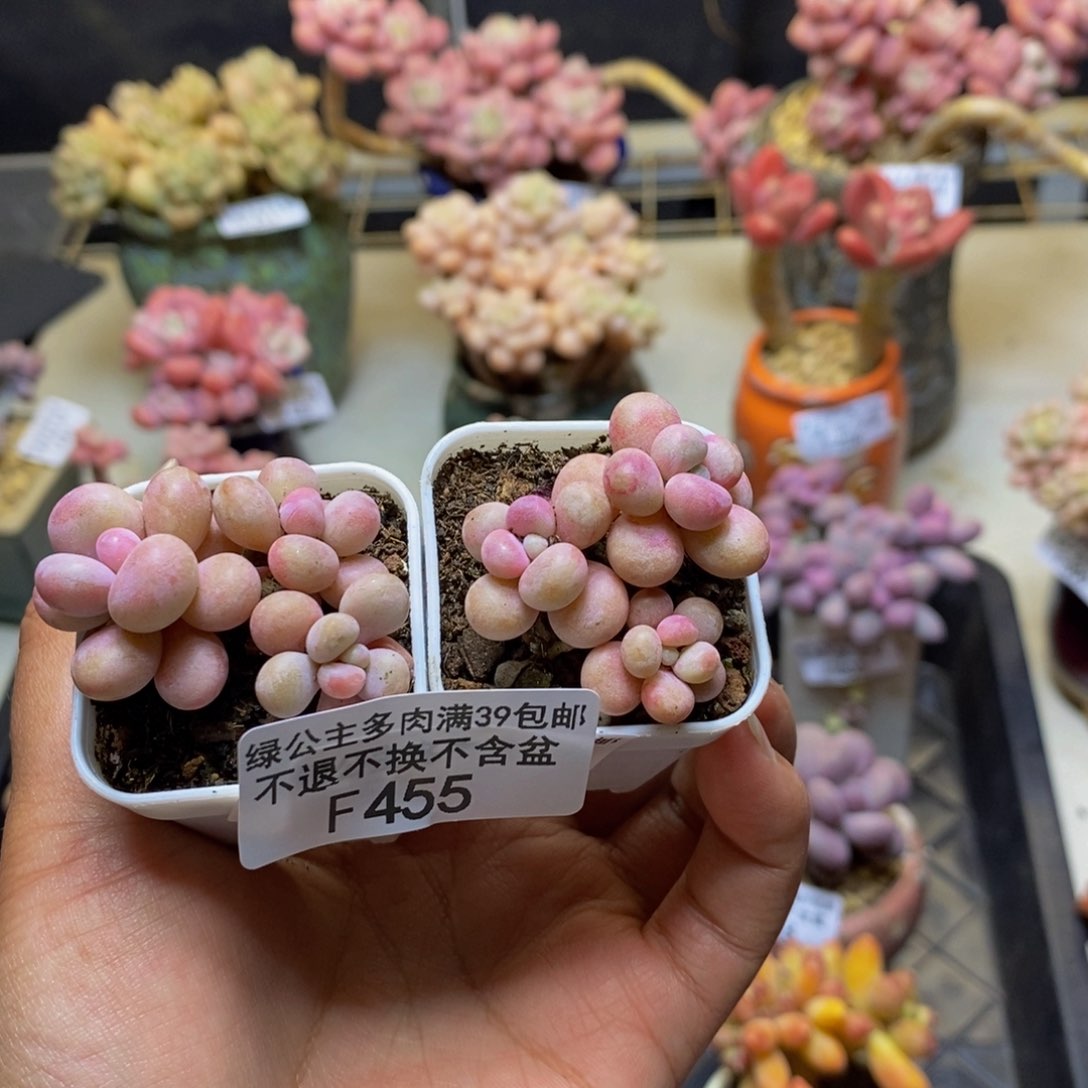 455糖果桃蛋多肉两颗