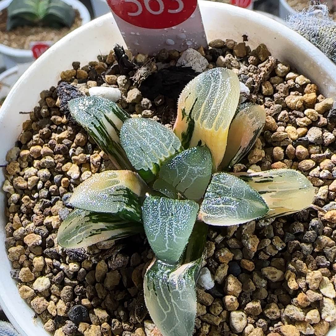 563号非组OM克锦叶插 5.5 厘米左右一物一拍带盆发货