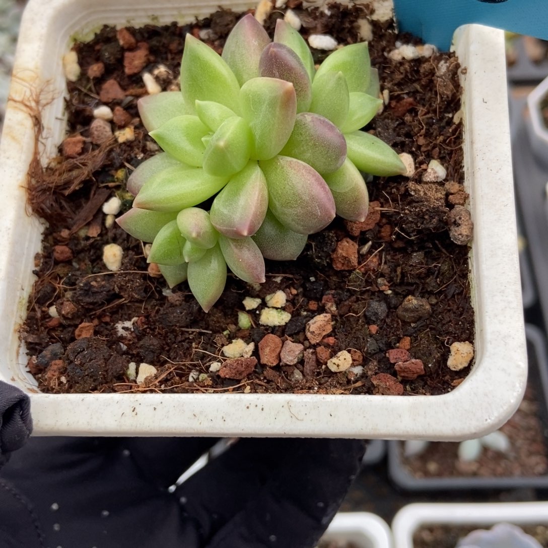 1795迷雾泡泡多肉植物保护
