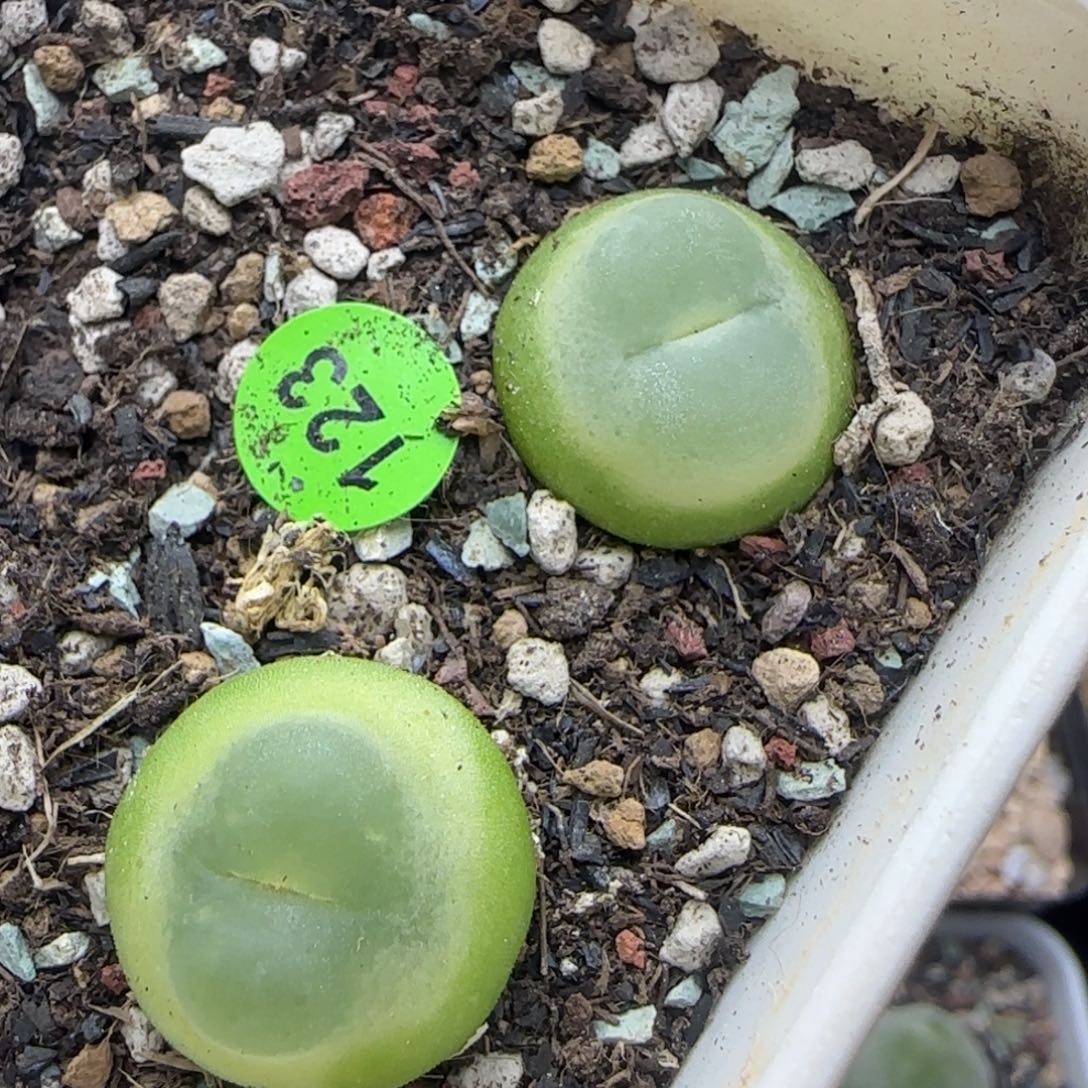 拉登1.6-1.7多肉123