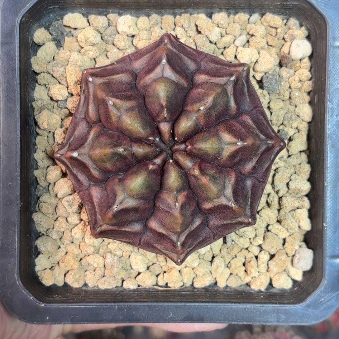 泰系实生梦想仙人球35