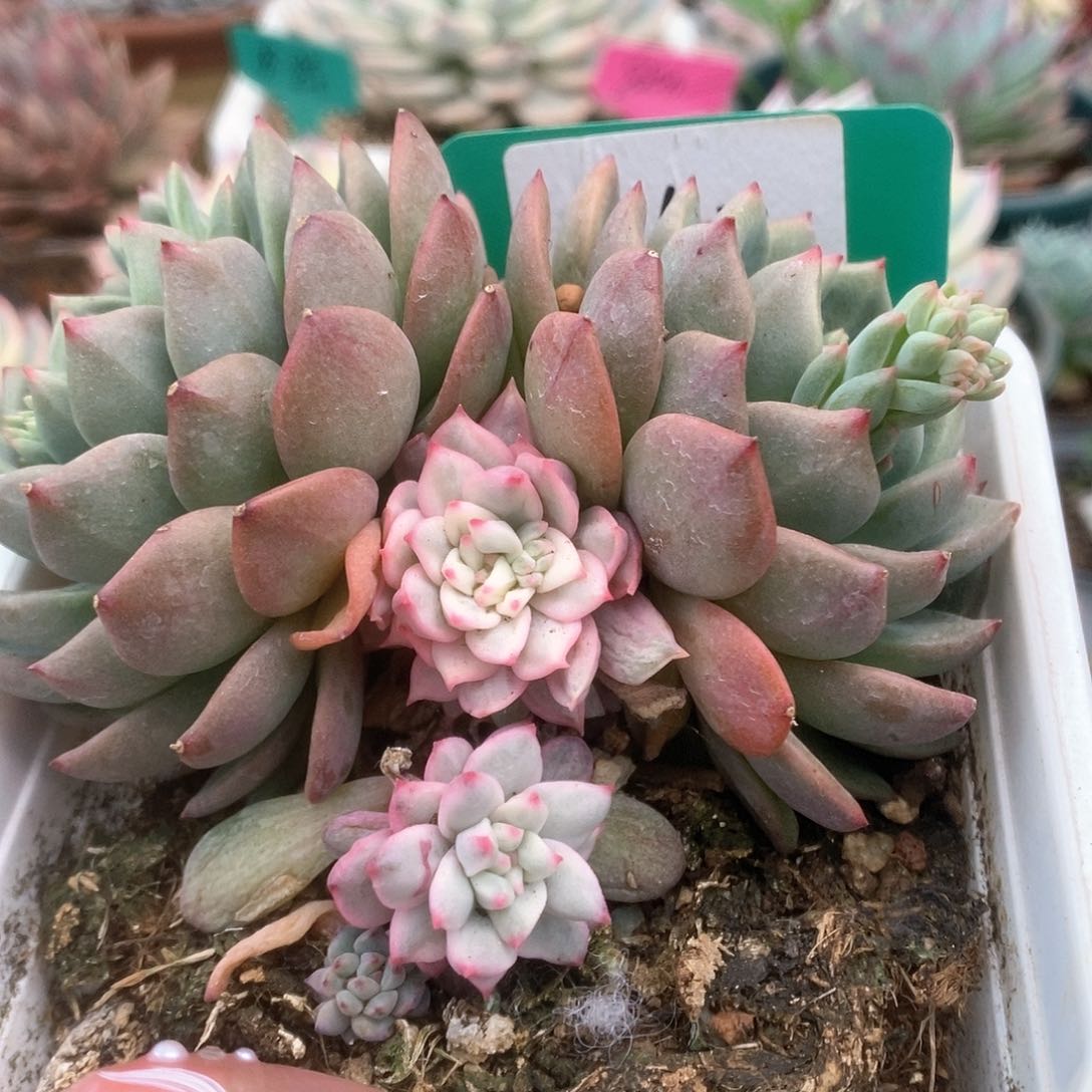 063青苹果锦锦锦锦锦锦锦