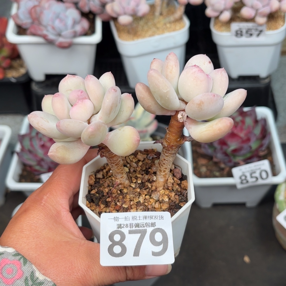 苹果奶老桩无盆土发货