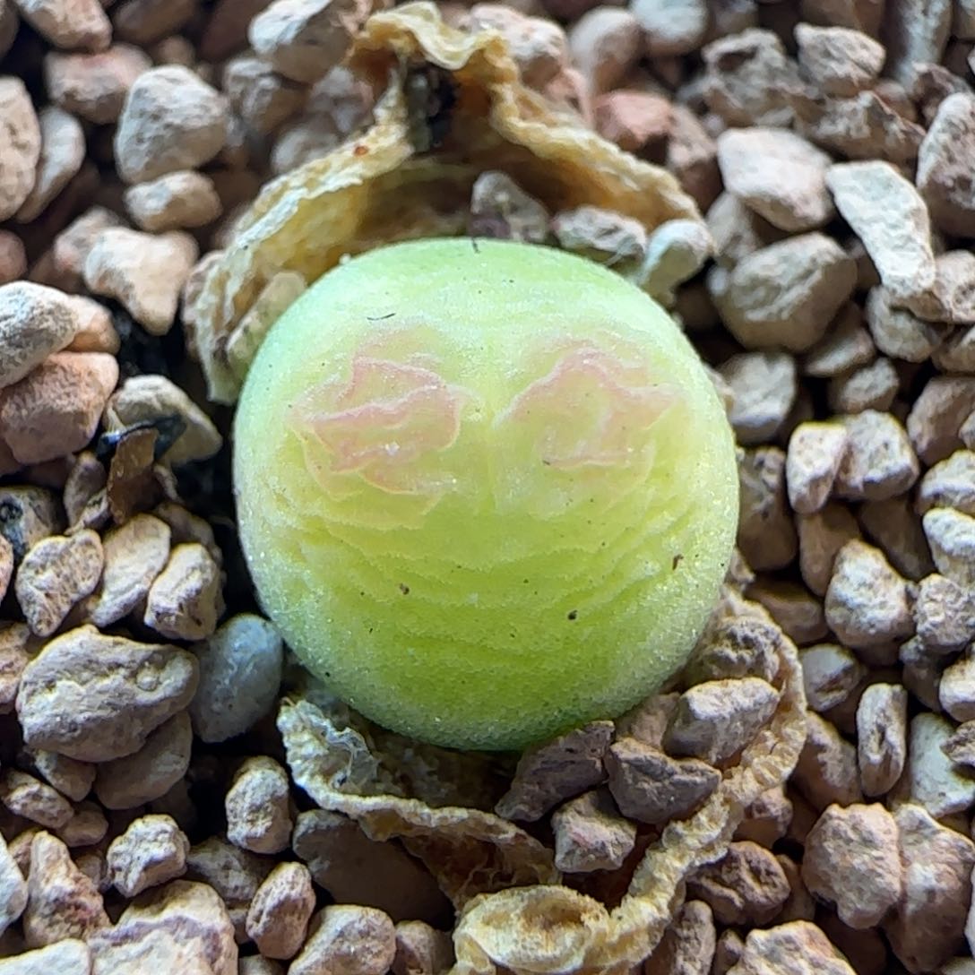 4.21.11/新头0.7/三年半登登/