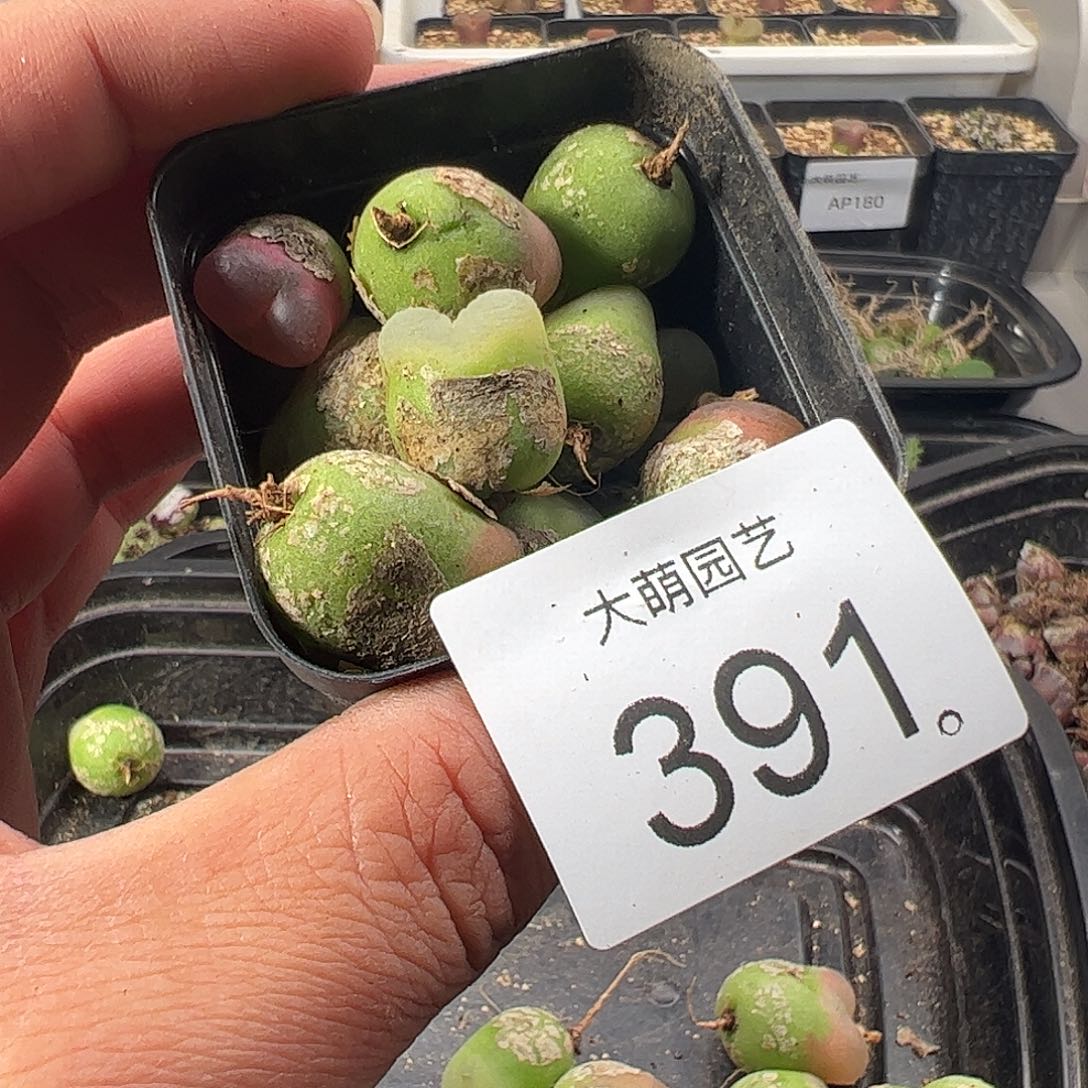 一物一拍。     391