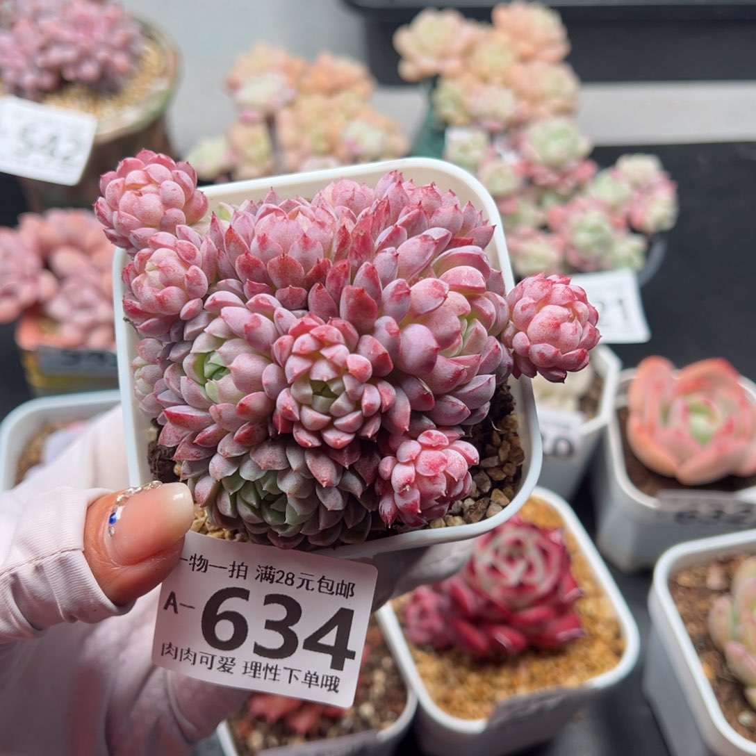 羊脂球多肉多肉芙