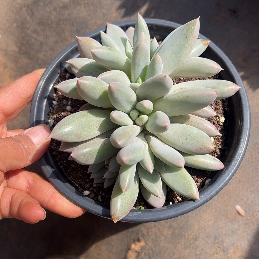 哥特朵朵缀化一物一拍