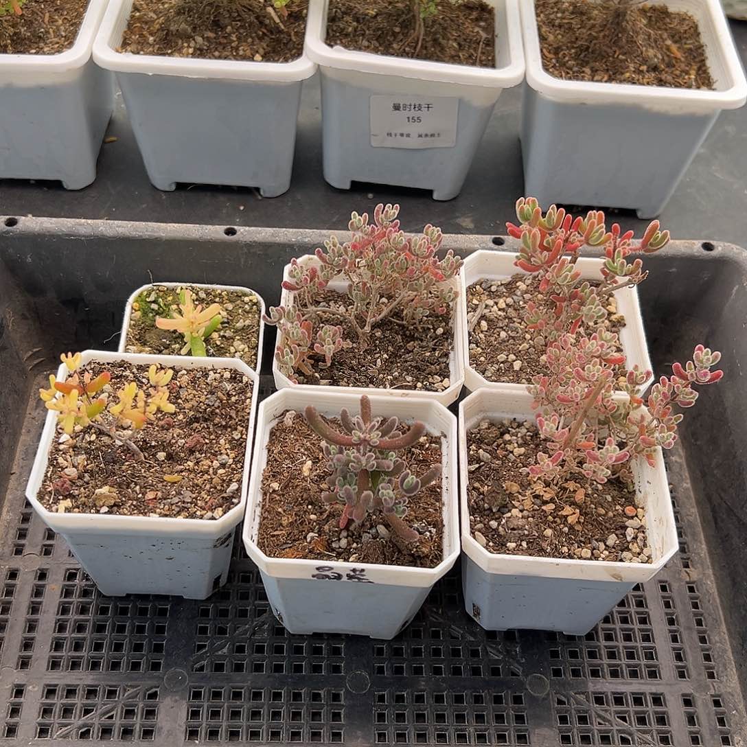 落*721号枝干6颗12.19多肉