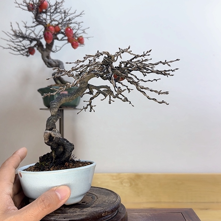 木本老鸦柿子盆栽