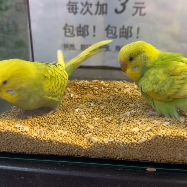 虎皮鹦鹉大头虎皮鹦鹉