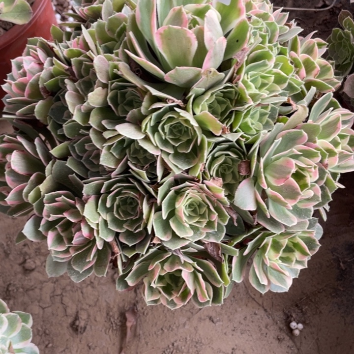 是***吖无花朵240多肉女妖