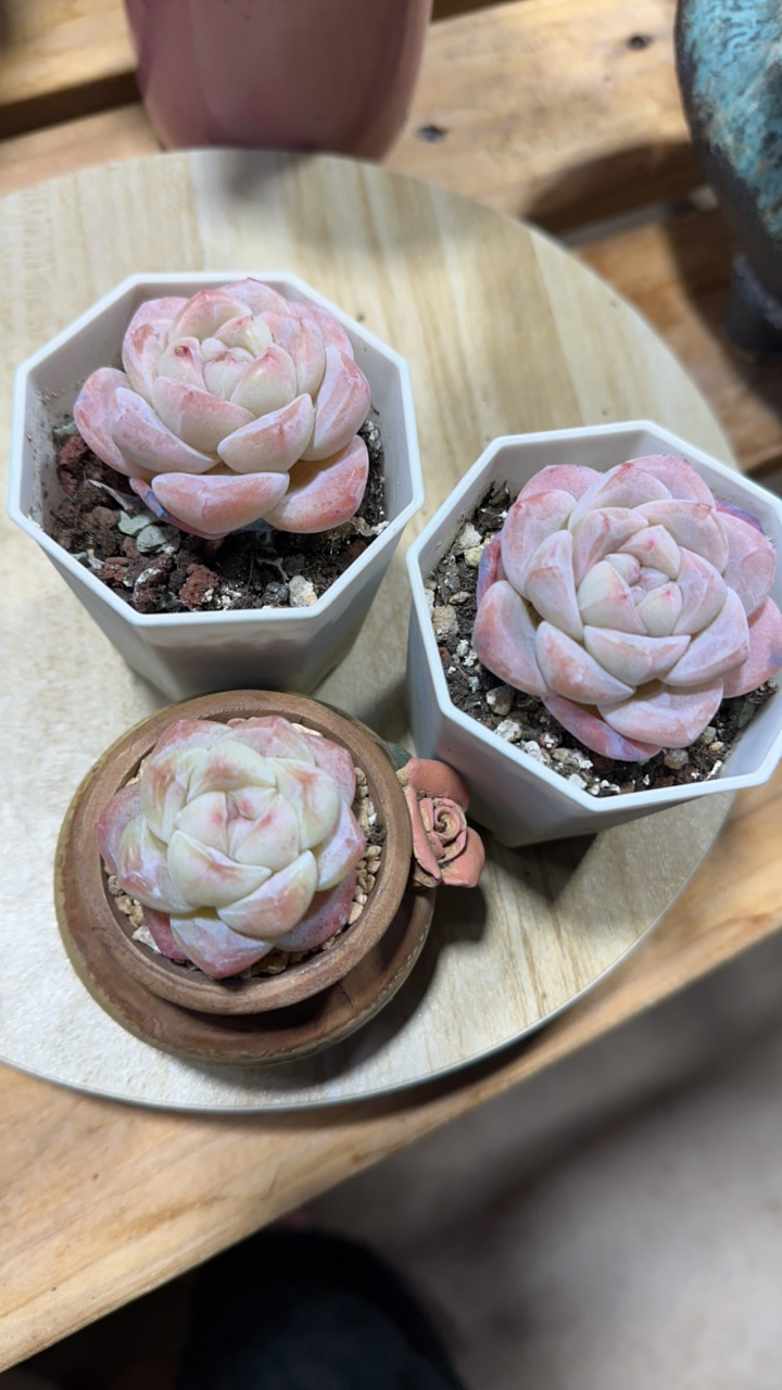 专拍三颗冰玉单头