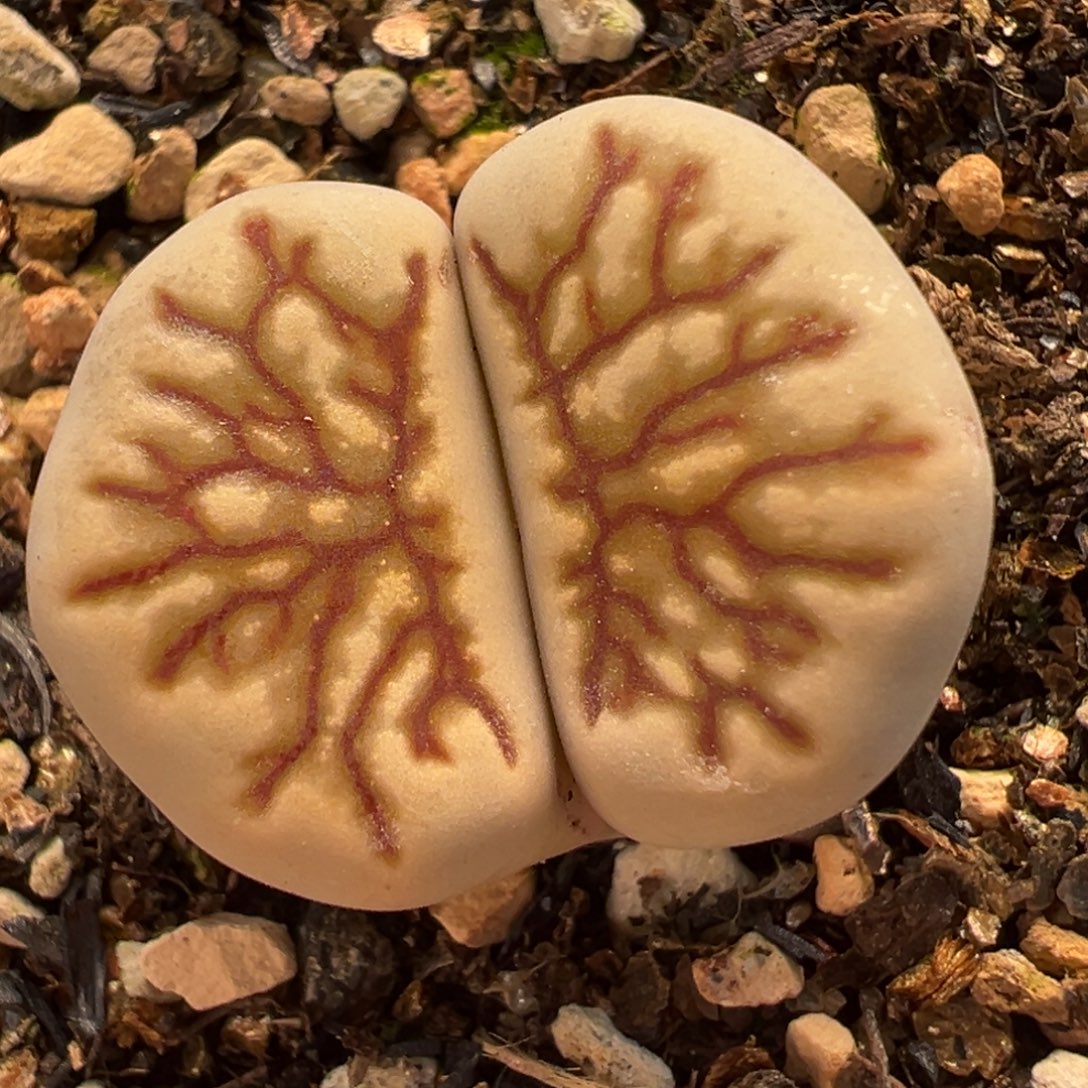 67多肉植物百科植物