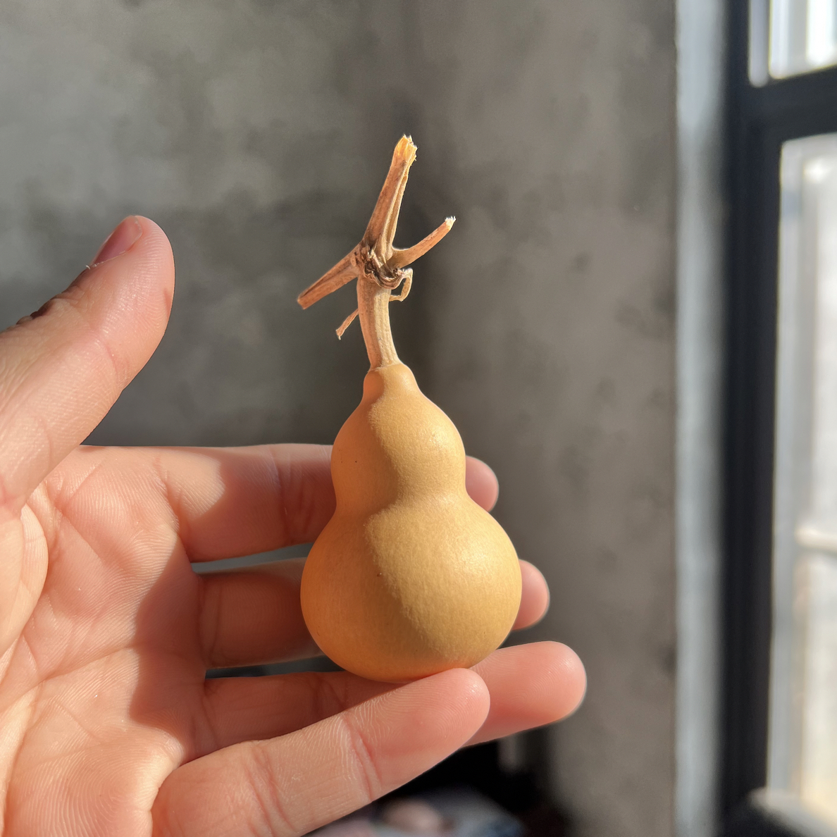 天然小美葫芦通货19.9米一箱20个左右（不保龙头，个别微瑕）